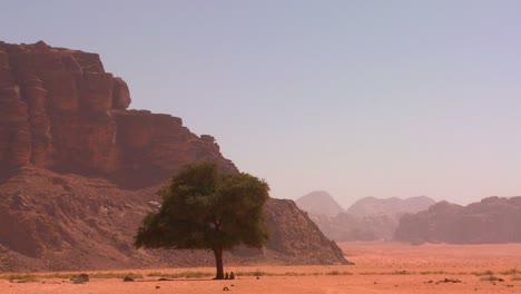 un albero solitario si trova nel deserto arabo a wadi rum jordan