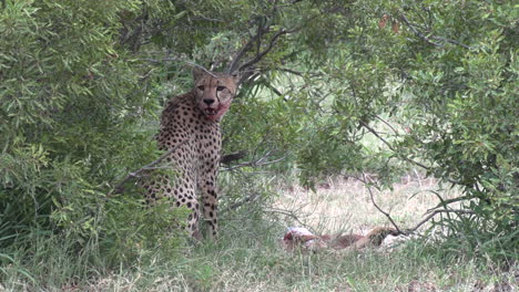 Lone-cheetah-sits-next-to-kill-on-grass-by-green-bushes,-close-view