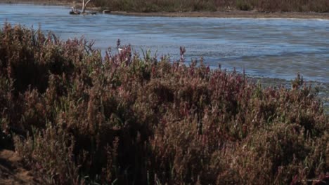 the image shows birds of the species himantopus mexicanus in a wetland in northern chile