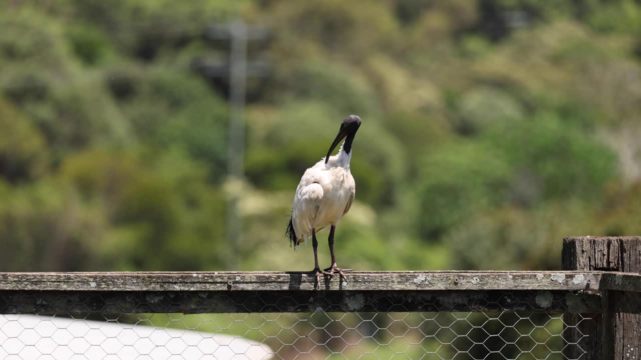 짧은 기간 동안 포착된 새의 이동
