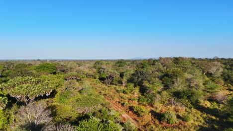 african woodland in nyerere natural reserve in tanzania