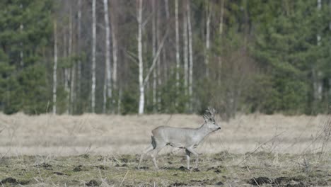 Rehe-Laufen-Und-Gehen-Und-Fressen-Gras-Im-Frühling-Am-Frühen-Morgen-Goldene-Stunde-Leichtes-Frostiges-Wetter