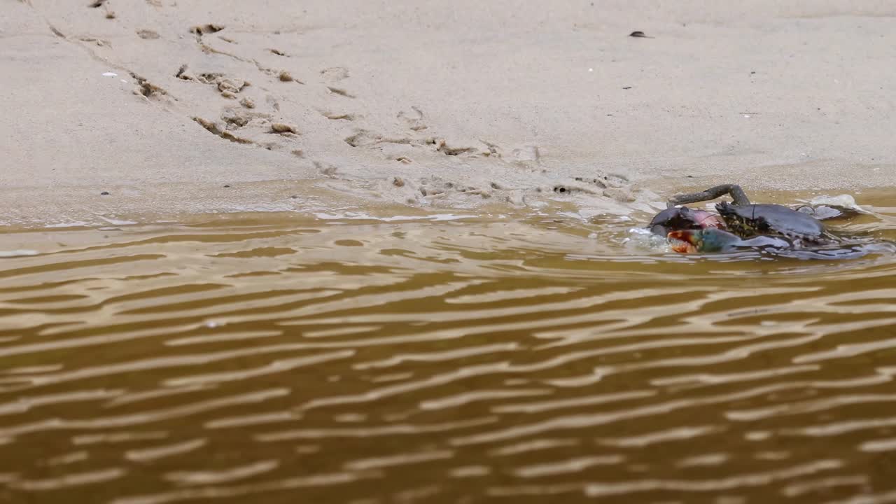 A crab swiftly moves across sandy beach into the rippling water, leaving tracks behind.