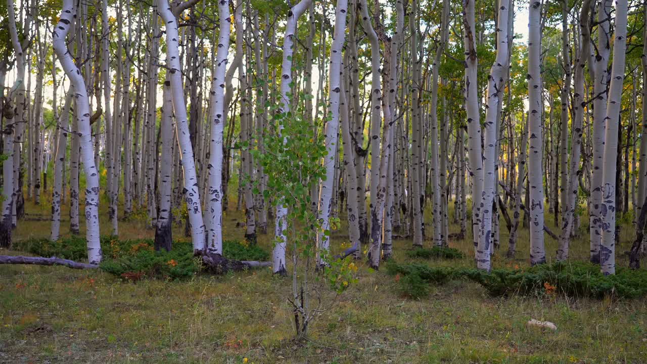 Quaking Aspen Mount Shavano trailhead Colorado San Isabel White River National Forest sunrise sunset golden hour morning sun flare colors fall autumn foliage leaf peeping Kebler Pass Telluride Vail