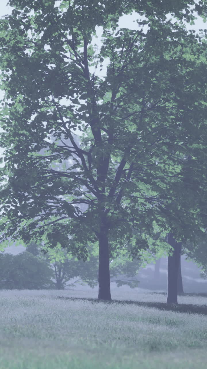 Gentle morning light dances through the lush forest landscape in early dawn