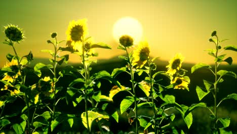 grandes y hermosos girasoles al atardecer