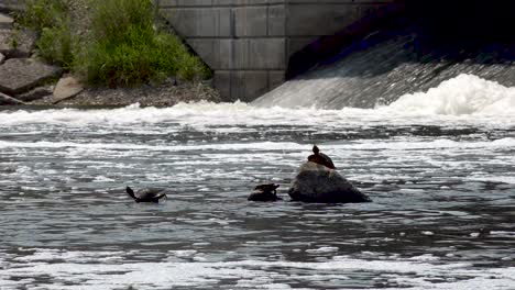 Gruppe-Von-Schildkröten-Auf-Einem-Felsen-Im-Fluss-4k