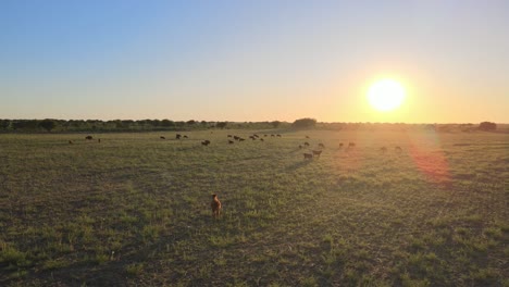 Pasture-with-grazing-Angus-beef-cattle-in-San-Luis,-Argentina