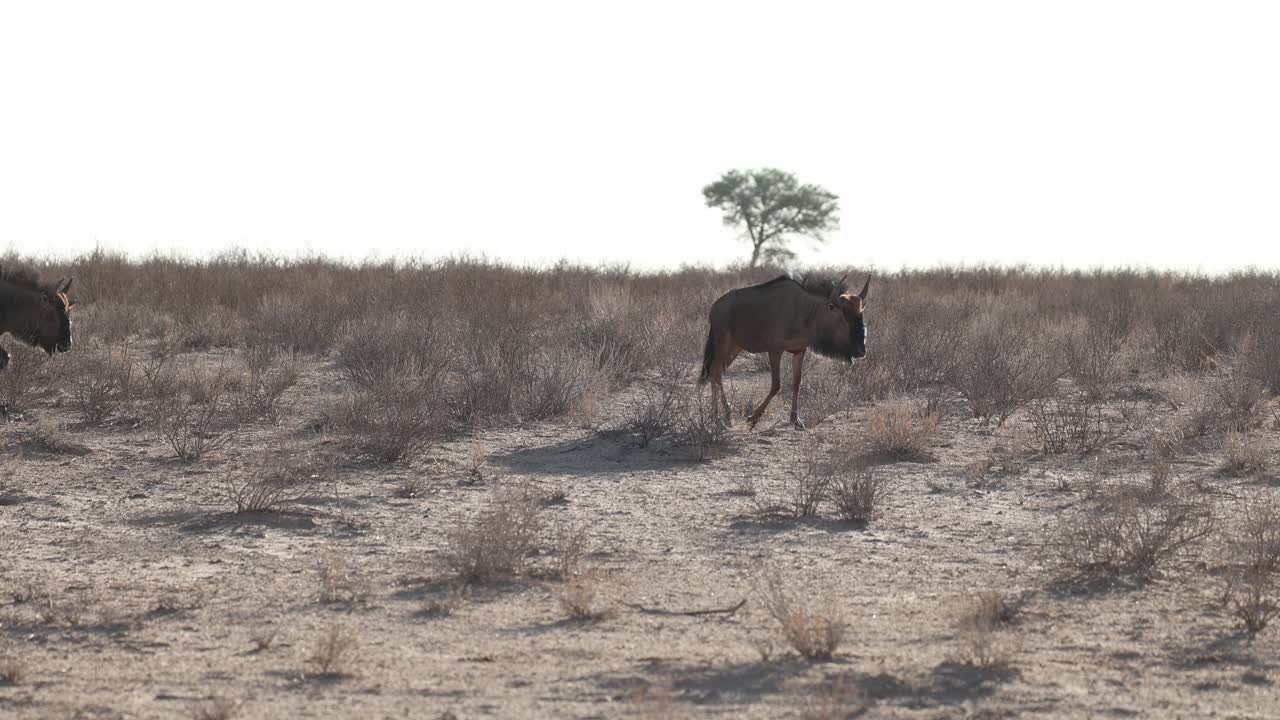 Wildebeests walking in single file through the vast and dry landscape of the Kgalakgadi Transfrontier Park.