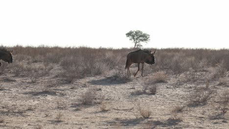 wildebeests walking in single file through the vast and dry landscape of the kgalakgadi transfrontier park.