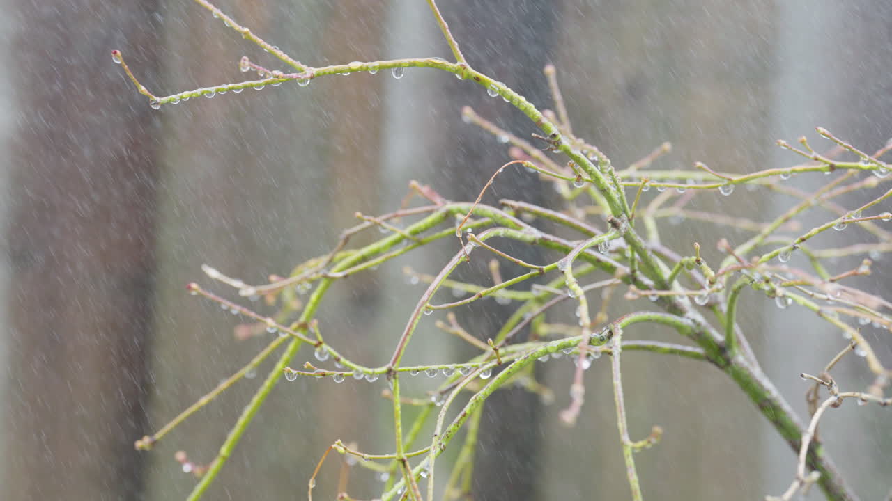 Rain falling on branches of a tree, creating a serene natural scene