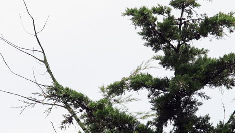 Blätter-Und-Baumstämme-Im-Wind-In-Bogota,-Kolumbien