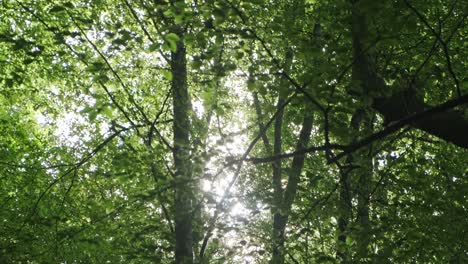 Tilt-Down-Shot-Of-Tall-High-Rise-Green