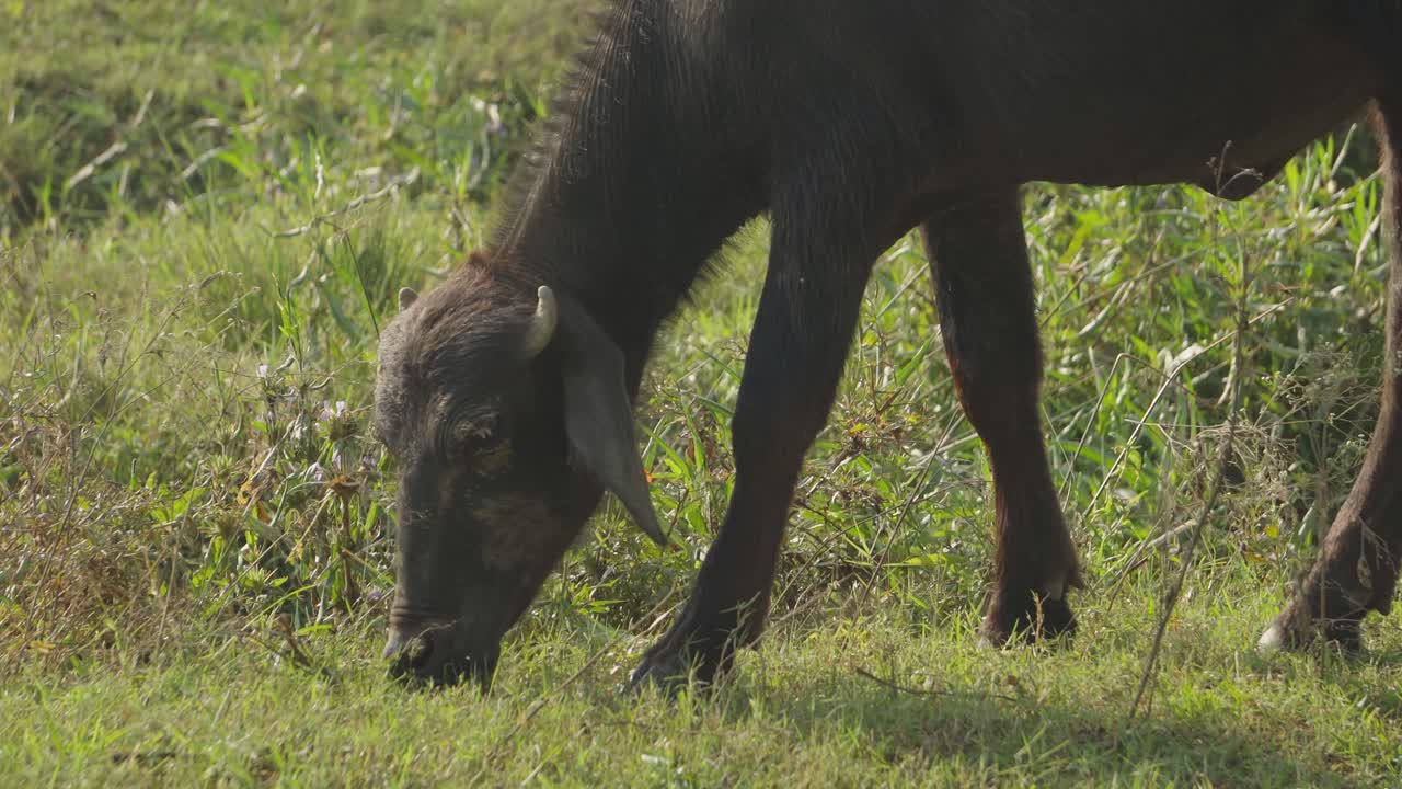 primer plano de búfalo de agua pastando en un pastizal