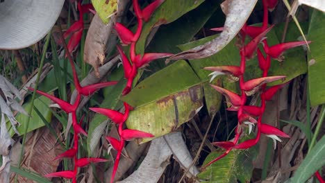 planta de garras de langosta heliconia roja brillante en la selva tropical de hawaii