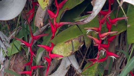 bright red heliconia lobster claws plant in hawaii tropical rainforest