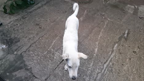 Slow-motion-video-of-a-white-stray-dog-catching-biscuits-thrown-at-it