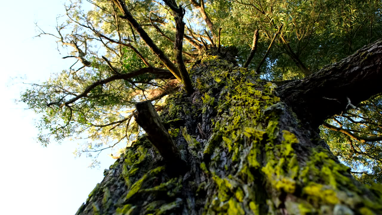 Ancient Blackwood tree with lichens covering rough bark exterior, upward riser