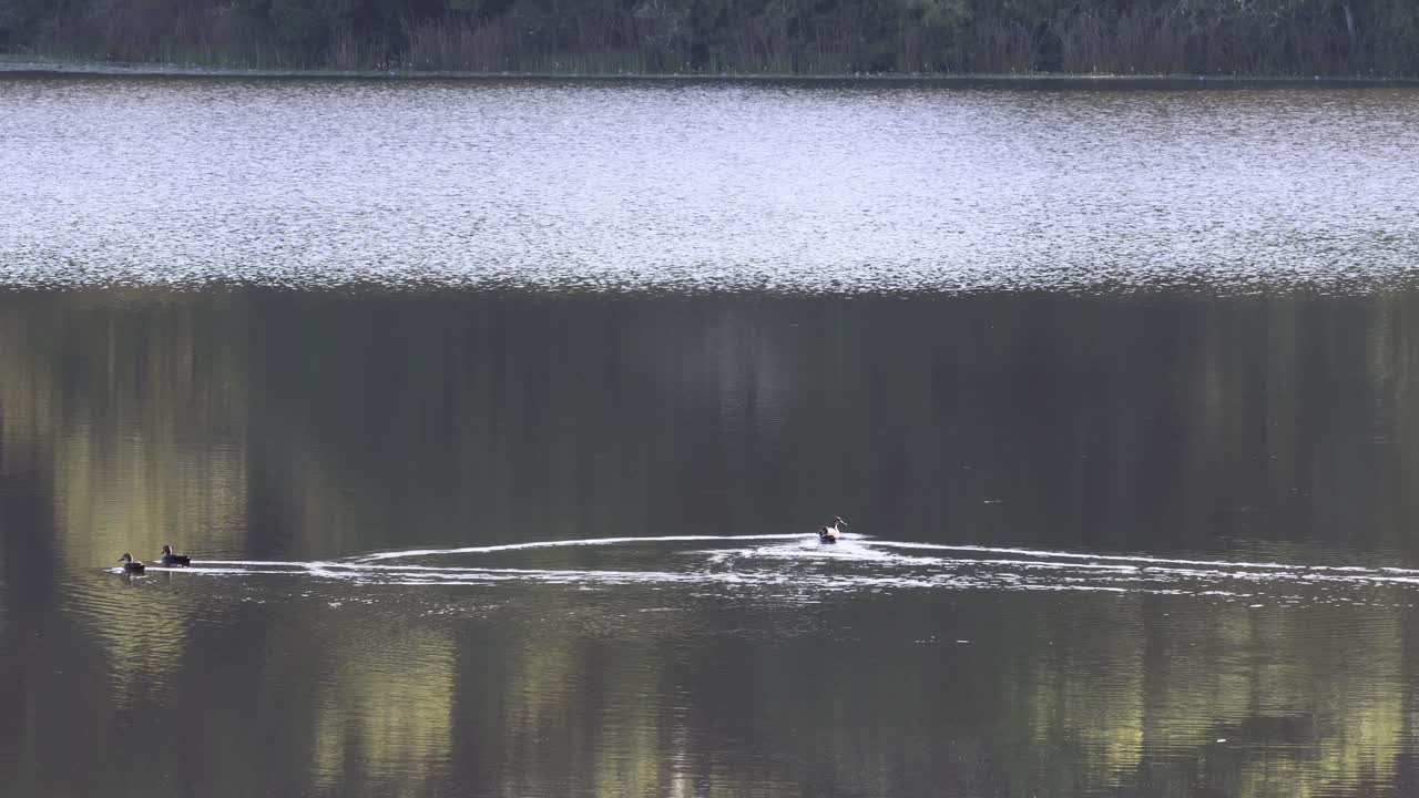 오리 가 반사 된 호수 를 가로질러 부드럽게 미끄러진다
