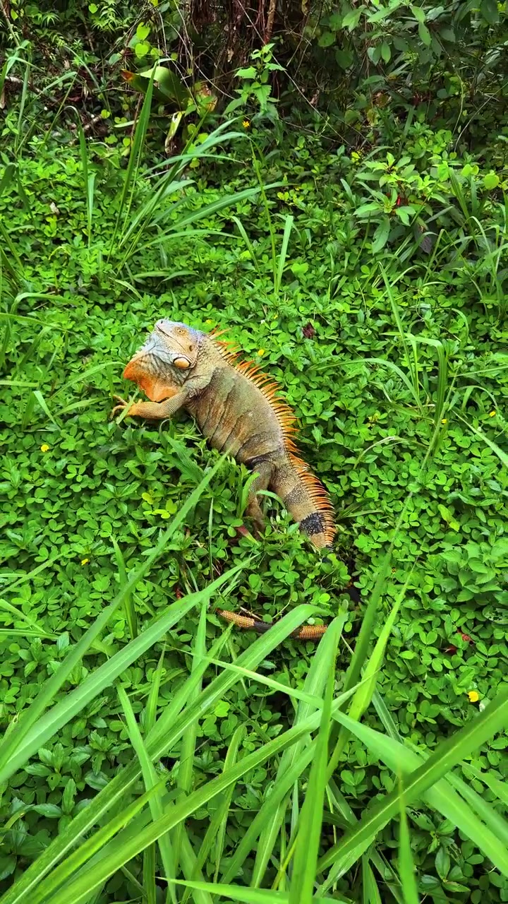 Grande iguana verde che striscia nell'erba alta in natura. Vista dall'alto di una lucertola iguana verde che si muove tra il fogliame verde brillante e l'erba in un ambiente tropicale del Costa Rica.