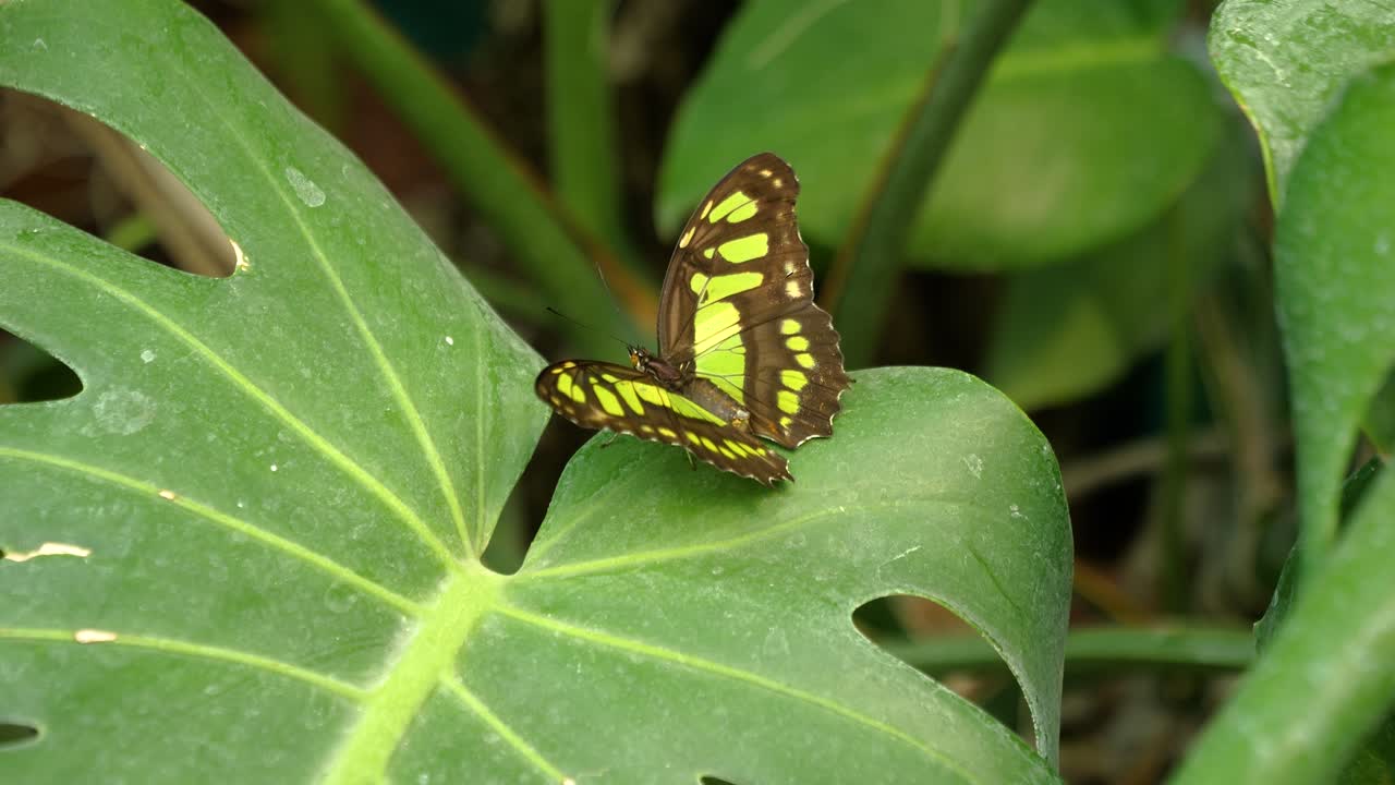 hermosa mariposa de color amarillo verde negro mueve sus alas mientras está de pie en una planta