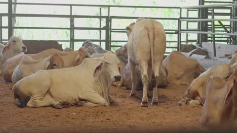varias vacas blancas en un granero