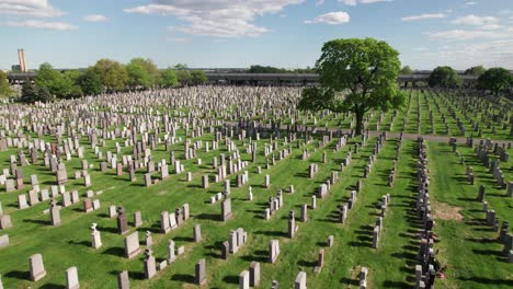 Lone-tree-surrounded-by-rows-of-tombstones-in-summer