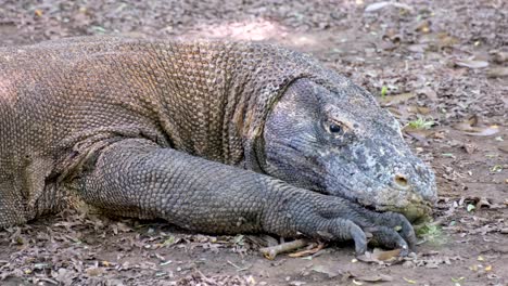 Close-up-of-resting-Komodo-Dragon-opening-eyes-to-check-on-surroundings-in-the-wild,-Komodo-National-Park,-Indonesia