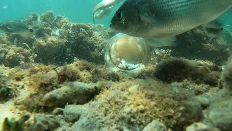 Man-fishing-with-a-plastic-bottle-attracting-mullet-fishes-inside-with-bread-and-closing-the-whole-with-bare-hands