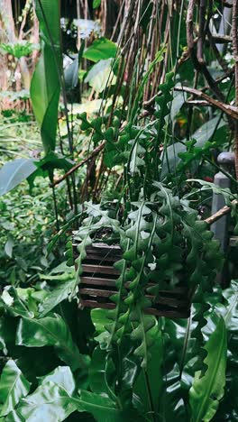 hanging cactus plant in a tropical garden