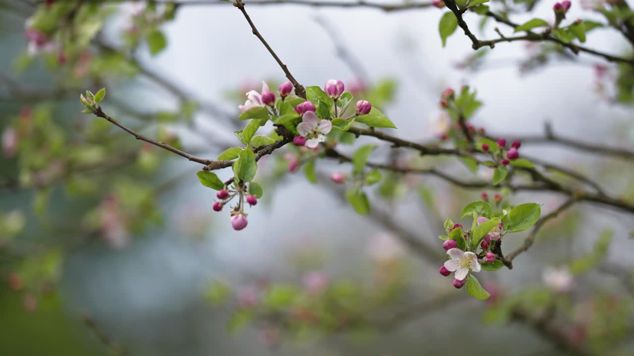 Beautiful apple tree blossoms