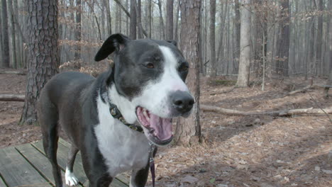 disparo a alta velocidad de un perro en un bosque o parque.