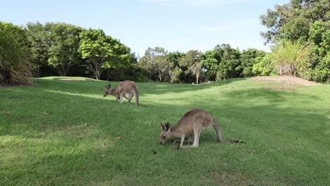 several kangaroos feeding and hopping in a park