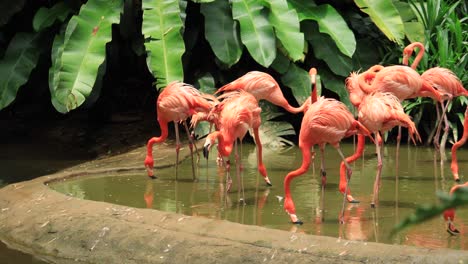 una bandada de flamencos rojos y rosados en el zoológico de singapur,