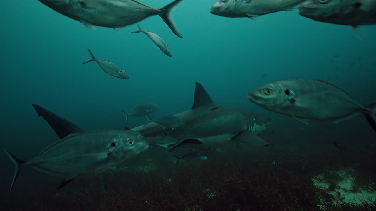 Great White Shark Carcharodon carcharias Neptune Islands South Australia 4k slow motion 50fps