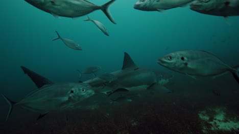 Großer-Weißer-Hai-Carcharodon-Carcharias-Neptuninseln-Südaustralien-4k-Zeitlupe-50fps