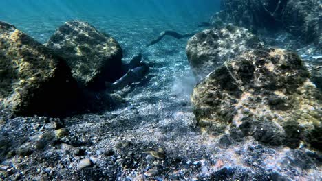 Video-of-Biwa-Trout-mating-near-Lake-Biwa,-Japan