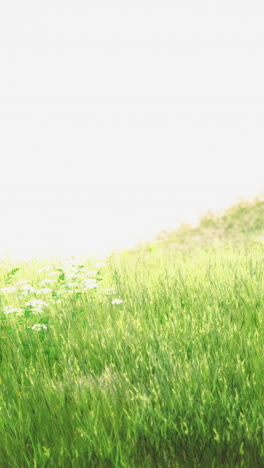 Lush green meadow adorned with wildflowers under a radiant sunlit sky