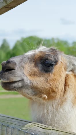 an ultra close-up vertical portrait of a llama showing facial details and textures