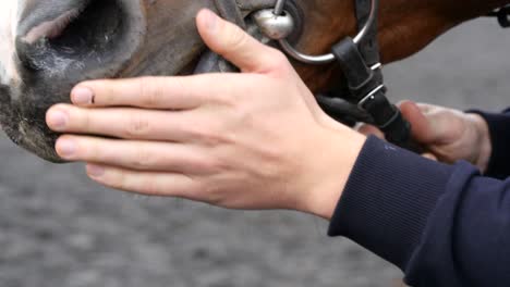 male hand feeding and caressing muzzle of a horse. arm of human stroking and  petting face of stallion. care and love for the animals. close up