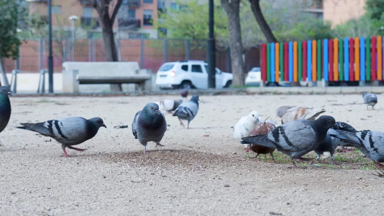 Pigeons Feeding in a City Park