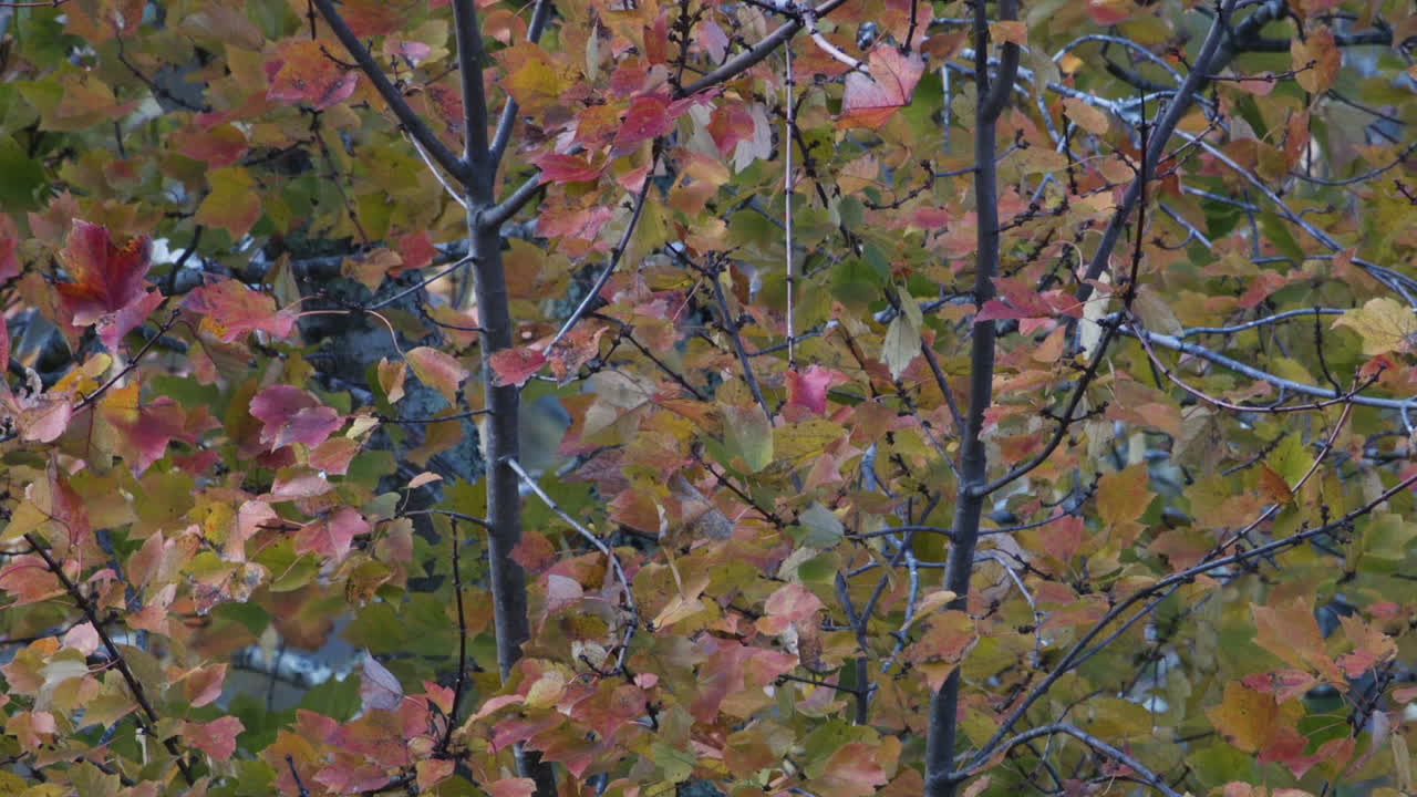 나무 가지 에 있는 가을 잎