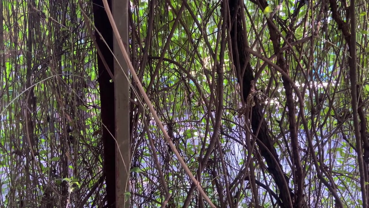 Fitta vegetazione rampicante verde che cresce su una recinzione metallica
