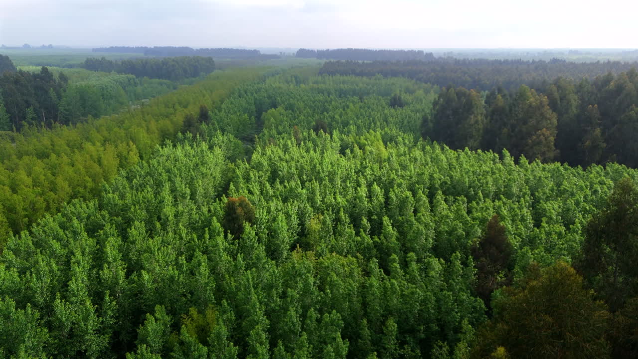Aerial view of vast, lush green forest in Parana River Delta, Argentina