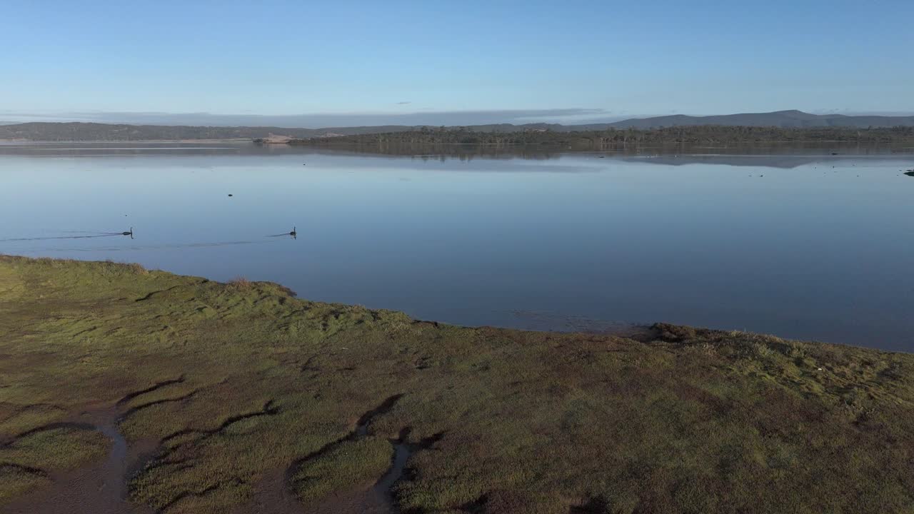 Serene Lake Landscape with Black Swans