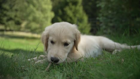 Ein-Süßer-Kleiner-Goldener-Retriver-Welpe-Nagt-Einen-Stock,-Während-Er-Draußen-Auf-Dem-Grünen-Rasen-Im-Berg-Liegt