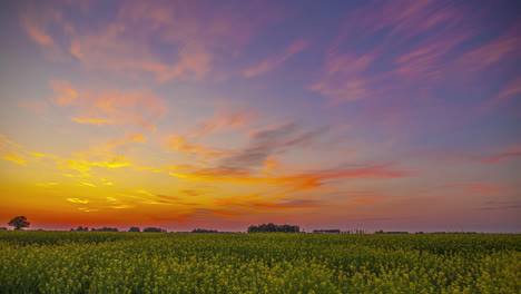 Goldener-Sonnenuntergang-Im-Zeitraffer-über-Einem-Raps--Oder-Canolaölsaatenfeld