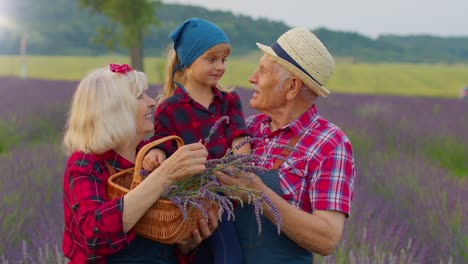 Senior-Großmutter-Großvater-Mit-Enkelin-Bauern-Wachsen-Lavendelblüten-In-Wiese-Feld