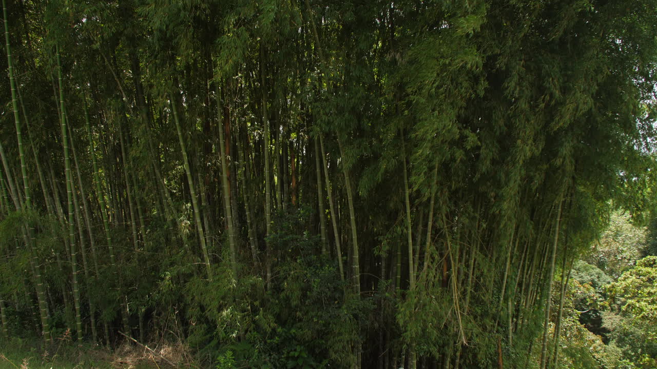 슬로우 모션으로 걷는 대나무 숲 관광객