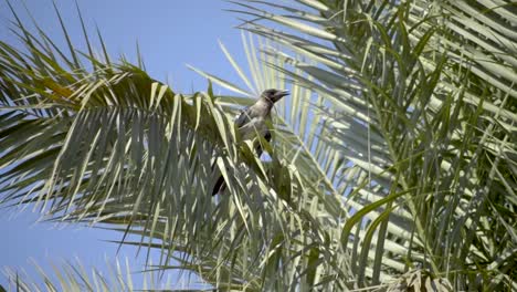 hooded crow sitting between leaves of a palm tree then takes off and flies away as the wind gets stronger, still